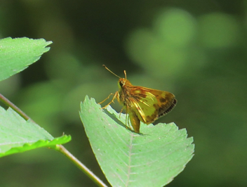 Zabulon Skipper male